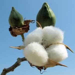 cotton