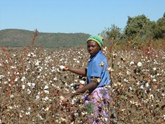 Zimbabwe Cotton Growing For denim