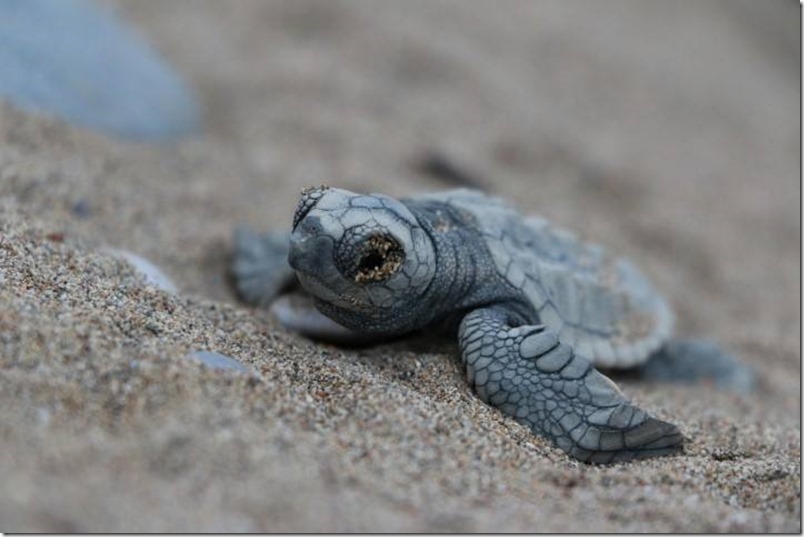 Indigo Turtles- Helping Baby Sea Turtles with their First Steps denimsandjeans.com