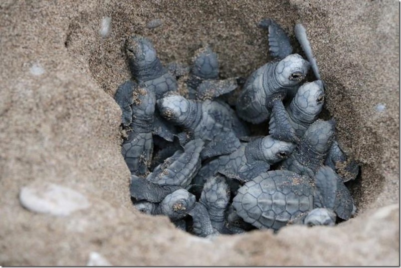 Indigo Turtles- Helping Baby Sea Turtles with their First Steps