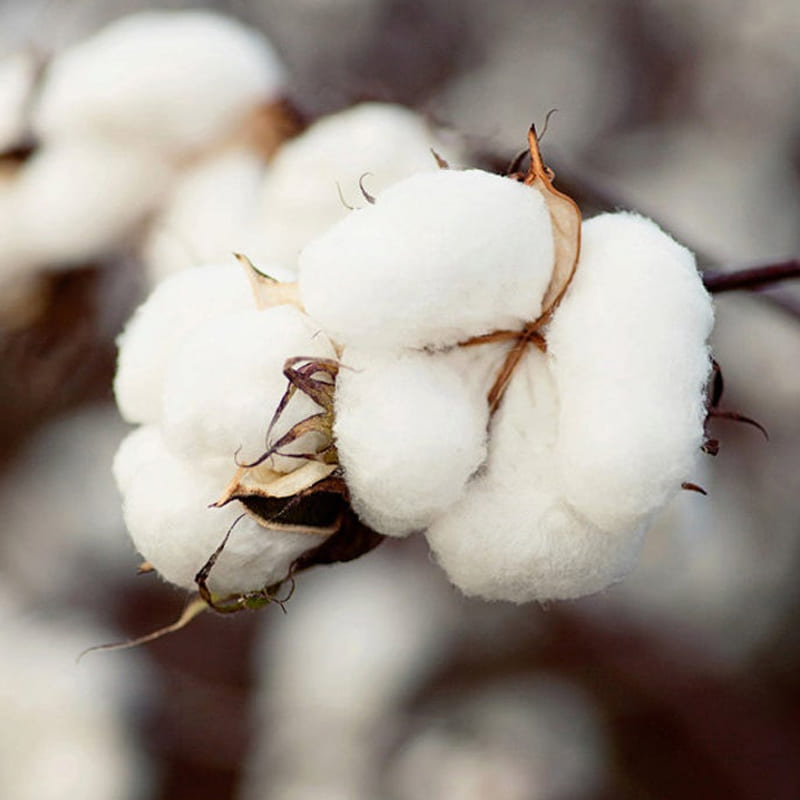 Indian Cotton Prices Rise