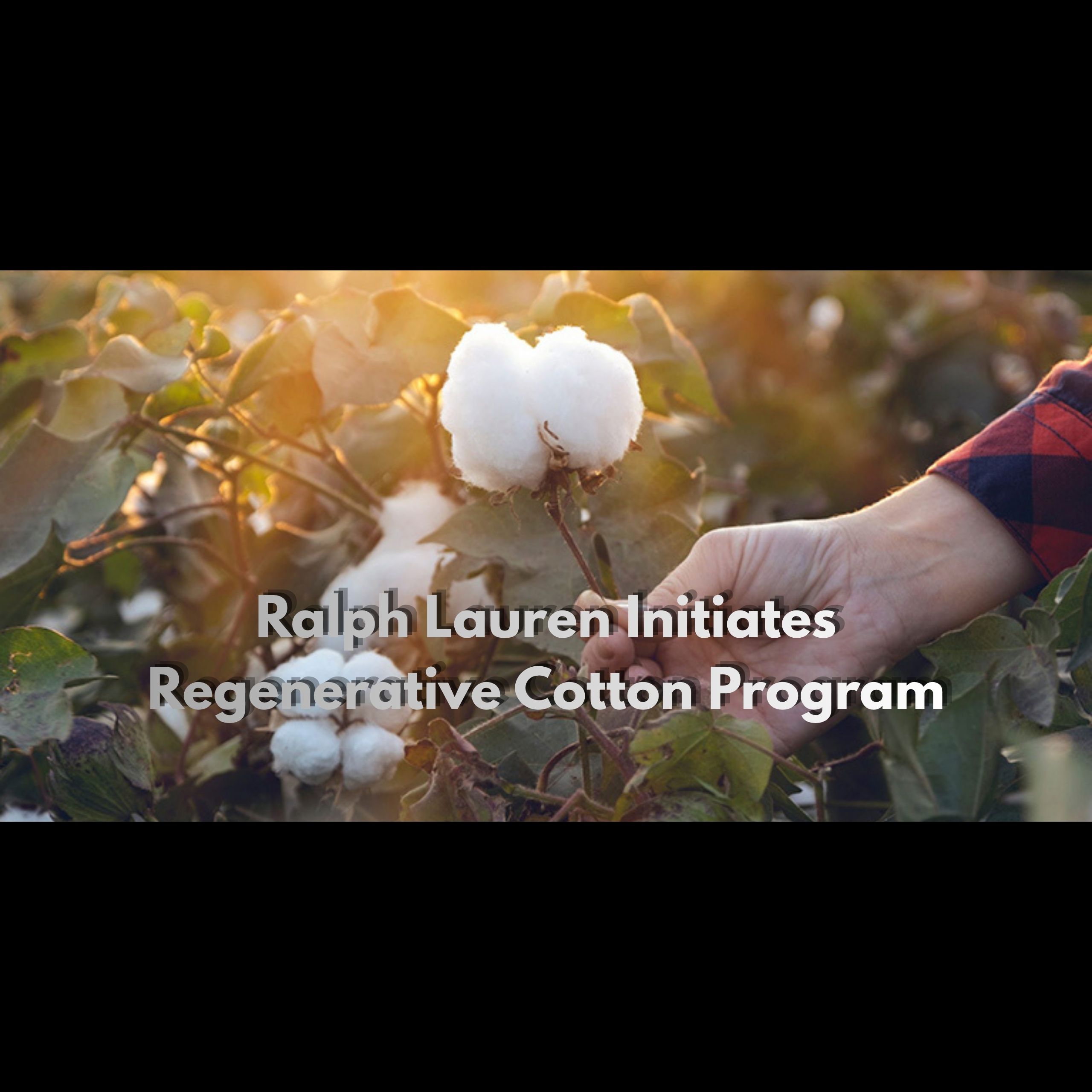 Ralph Lauren Initiates Regenerative Cotton Program